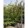 PRUNUS ACCOLADE En pot de 25-30 litres