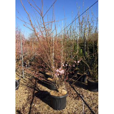 PRUNUS ACCOLADE En pot de 35-50 litres