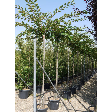 PRUNUS ACCOLADE En pot de 30-35 litres hauteur du tronc 180-200 cm