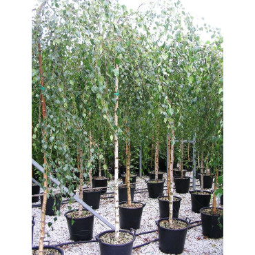 BETULA verrucosa YOUNGII En pot 35-50 litres forme tige hauteur du tronc 180-200 cm