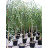 BETULA verrucosa YOUNGII En pot 35-50 litres forme tige hauteur du tronc 180-200 cm