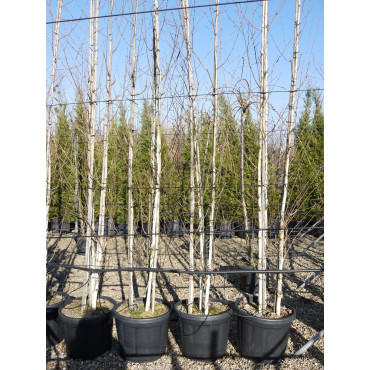 BETULA utilis En pot de 35-50 litres forme cépée