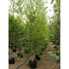 BETULA nigra HERITAGE En pot de 35-50 litres forme tige ramifiée