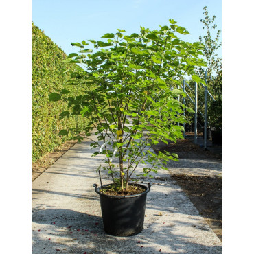 BROUSSONETIA papyrifera En pot de 70-90 litres