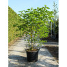 BROUSSONETIA papyrifera En pot de 70-90 litres