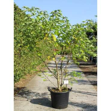 BROUSSONETIA papyrifera En pot de 50-70 litres