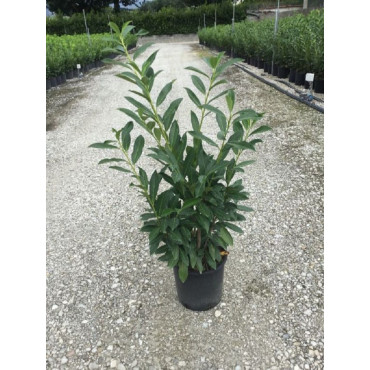 PRUNUS laurocerasus CAUCASICA En pot de 7-10 litres