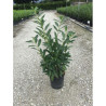 PRUNUS laurocerasus CAUCASICA En pot de 7-10 litres