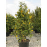 CALOCEDRUS decurrens AUREOVARIEGATA En pot de 70-90 litres