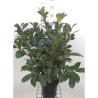 PRUNUS laurocerasus ETNA En pot de 4-5 litres