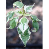 CORNUS alternifolia ARGENTEA