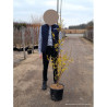 CORNUS officinalis En pot de 15-20 litres forme forme baliveau