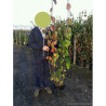 CORNUS officinalis En pot de 10-12 litres