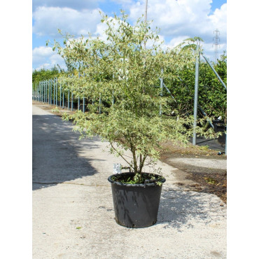 CORNUS alternifolia ARGENTEA En pot de 50-70 litres