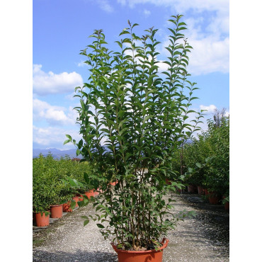 LIGUSTRUM japonicum En pot de 35-50 litres