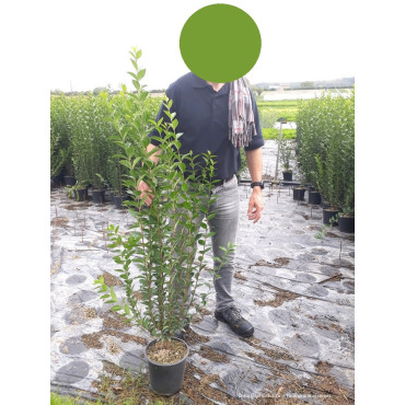 LIGUSTRUM ovalifolium En pot de 3-4 litres