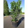 PRUNUS lusitanica ANGUSTIFOLIA En pot de 7-10 litres