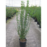 LIGUSTRUM ovalifolium En pot de 10-12 litres