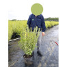 LIGUSTRUM ovalifolium AUREUM En pot de 10-12 litres