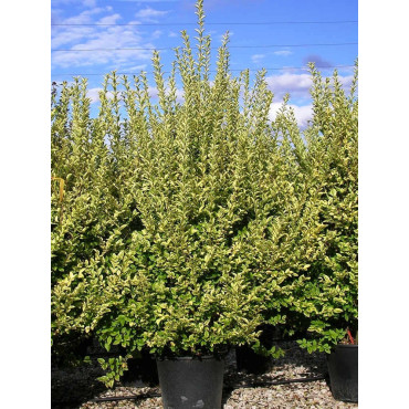 LIGUSTRUM ovalifolium AUREUM En pot de 35-50 litres