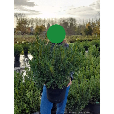 PRUNUS laurocerasus SOFIA En pot de 10-12 litres