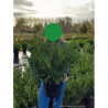 PRUNUS laurocerasus SOFIA En pot de 10-12 litres