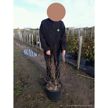 MAGNOLIA SUSAN En pot de 15-20 litres