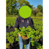 ROSA rugosa En pot de 4-5 litres forme buisson