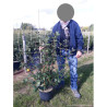 VIBURNUM burkwoodii En pot de 10-12 litres