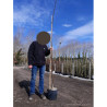 ROBINIA pseudoacacia FRISIA En pot 10-12 litres forme forme baliveau