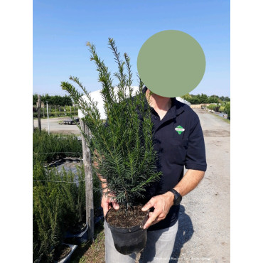 TAXUS baccata En pot de 4-5 litres