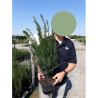 TAXUS baccata En pot de 4-5 litres