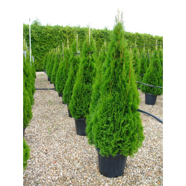 THUJA occidentalis SMARAGD En pot de 25-30 litres