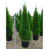 THUJA occidentalis SMARAGD En pot de 35-50 litres