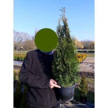 THUJA occidentalis SMARAGD En pot de 4-5 litres