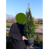 THUJA occidentalis SMARAGD En pot de 4-5 litres