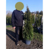 THUJA occidentalis SMARAGD En pot de 15-20 litres