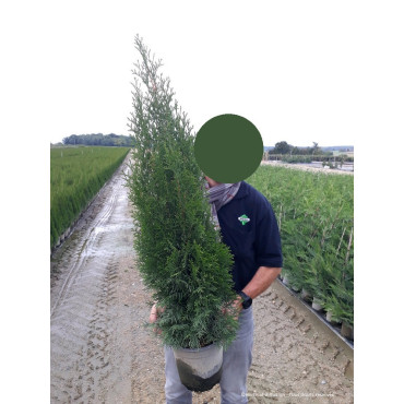 THUJA occidentalis SMARAGD En pot de 7-10-12 litres