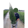 THUJA occidentalis SMARAGD En pot de 7-10-12 litres