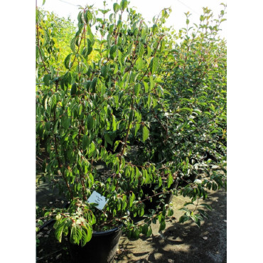 VIBURNUM BODNANTENSE DAWN