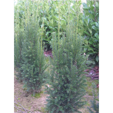 TAXUS media STRAIT HEDGE