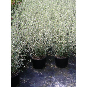 TEUCRIUM fruticans