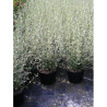 TEUCRIUM fruticans