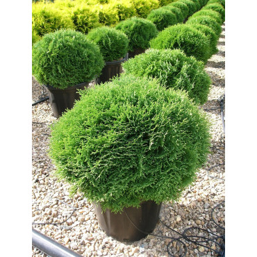 THUJA occidentalis TINY TIM En pot de 25-30 litres