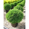 THUJA occidentalis TINY TIM En pot de 25-30 litres