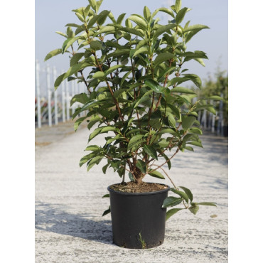 VIBURNUM ODORATISSIMUM En pot de 15-20 litres