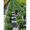 THUJA occidentalis TINY TIM