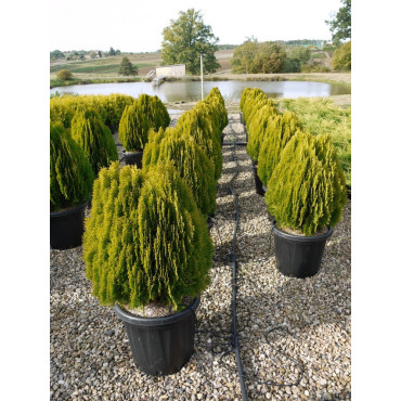 THUJA orientalis AUREA NANA En pot de 25-30 litres