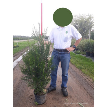 THUJA plicata ATROVIRENS En pot de 7-10 litres