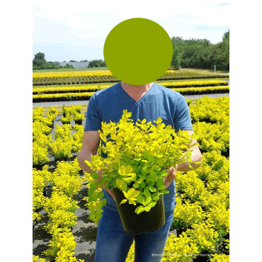 SPIRAEA betulifolia TOR GOLD En pot de 4-5 litres